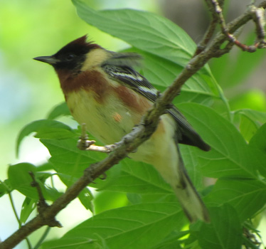 Bay-breasted Warbler Magee Marsh 5_14_2015